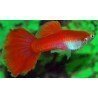 POECILIA RETICULATA GERMAN RED FLASH AA