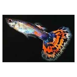 POECILIA RETICULATA KING COBRA RED