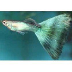 POECILIA RETICULATA MOSCOW AA