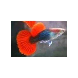 POECILIA RETICULATA RED TUXEDO