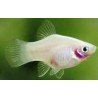 XIPHOPHORUS MACULATUS WHITE