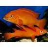 LAMPROLOGUS LELEUPI LELEUPI ULVIRA super red