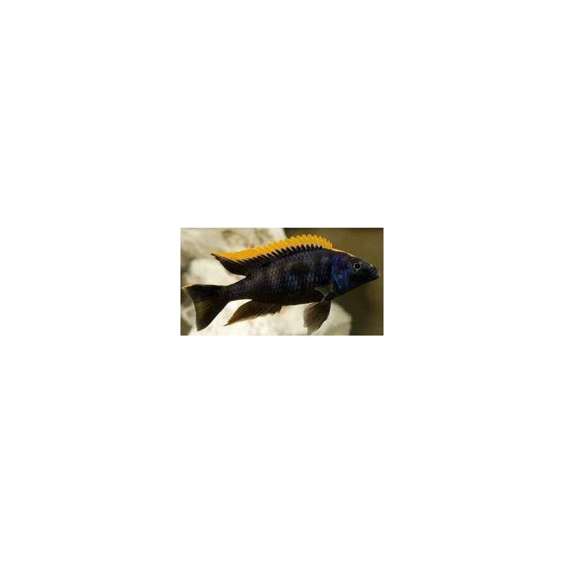 OTOPHARYNX LITHOBATES BLACK ORANGE