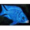 PLACIDOCHROMIS PHENOCHILUS MDOKA WHITE LIPS