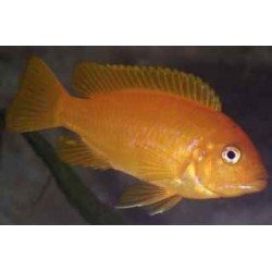 PSEUDOTROPHEUS MSOBO MAGUNGA ORANGE