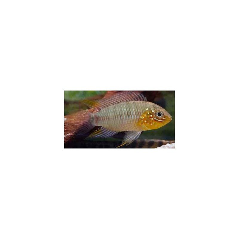 APISTOGRAMMA BORELLII PARAGUAY
