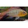 APISTOGRAMMA BORELLII PARAGUAY