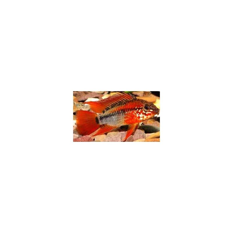 APISTOGRAMMA VIEJITA SUPER RED