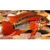 APISTOGRAMMA VIEJITA SUPER RED