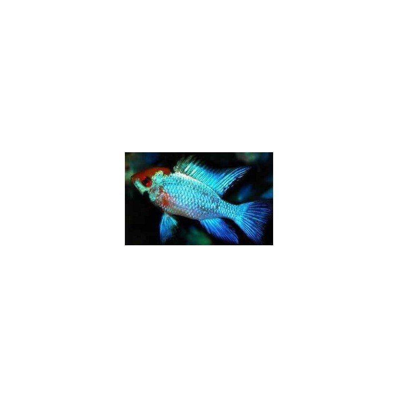 MIKROGEOPHAGUS RAMIREZI ELEC..BLUE RED HEAD