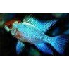 MIKROGEOPHAGUS RAMIREZI ELEC..BLUE RED HEAD