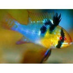 MIKROGEOPHAGUS RAMIREZI HALF BLUE