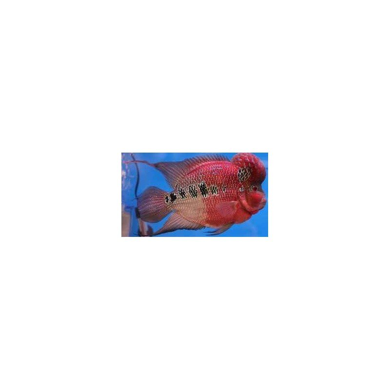 CICHLASOMA SP. FLOWERHORN SUNSET/RED