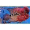 CICHLASOMA SP. FLOWERHORN SUNSET/RED