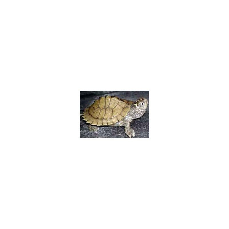 Graptemys pseudog.kohnii