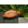 BARBUS/PUNTIUS CONCHONIUS DIAMOND