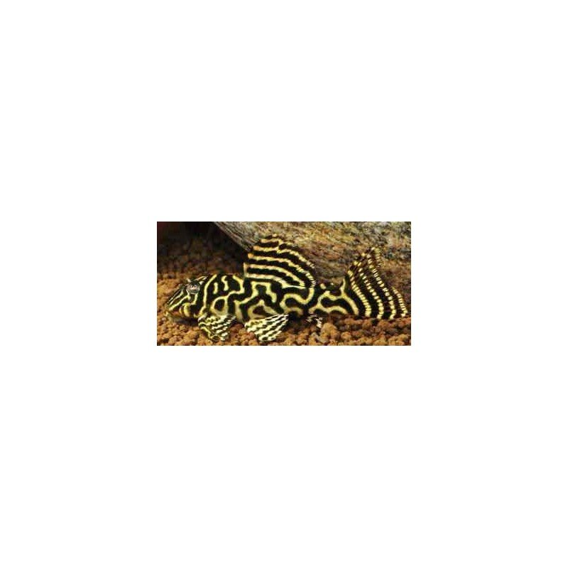 HYPANCISTRUS SP. L 340 w/i