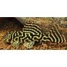 HYPANCISTRUS SP. L 340 w/i