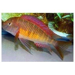 TROPHEUS MOORII RED RAINBOW