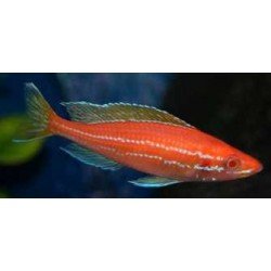 PARACYPRICHROMIS NIGRIPINNIS BLUE NEON ALBIN