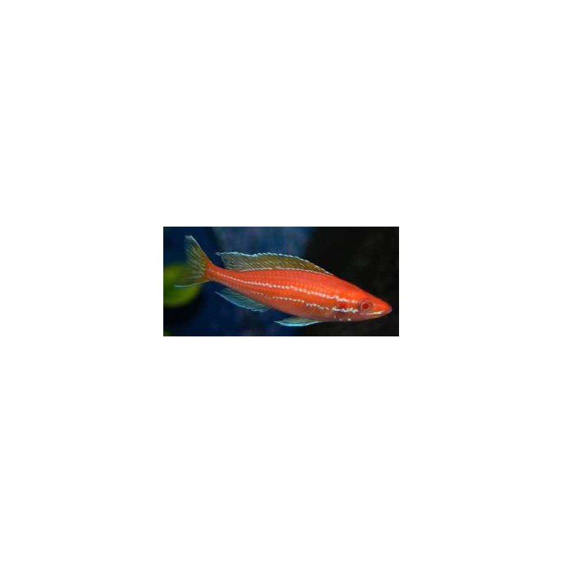 PARACYPRICHROMIS NIGRIPINNIS BLUE NEON ALBIN