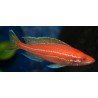 PARACYPRICHROMIS NIGRIPINNIS BLUE NEON ALBIN