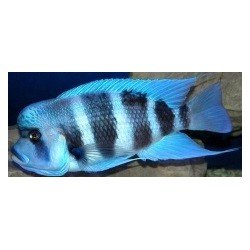 CYPHOTILAPIA FRONTOSA BLUE ZAIRE MOBA