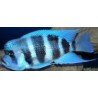 CYPHOTILAPIA FRONTOSA BLUE ZAIRE MOBA