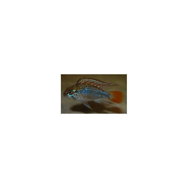 APISTOGRAMMA ALGODON II