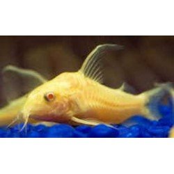 CORYDORAS PALEATUS ALBIN...