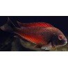 TROPHEUS MOORII MOLIRO RED