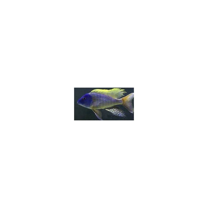 BUCCOCHROMIS RHOADESII YELLOW