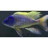 BUCCOCHROMIS RHOADESII YELLOW