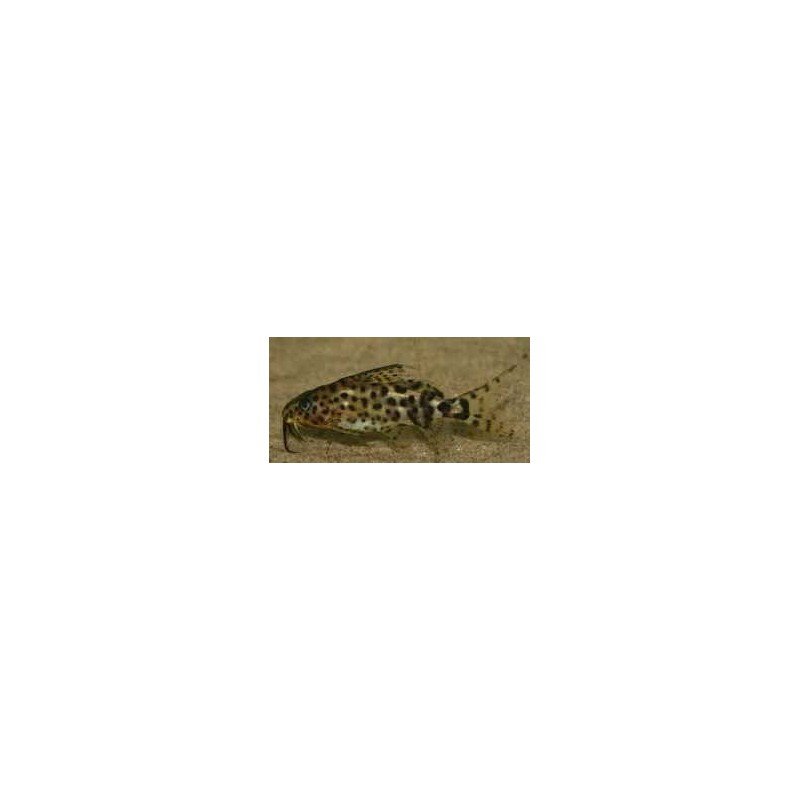 SYNODONTIS NJASSAE