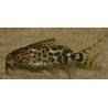 SYNODONTIS NJASSAE