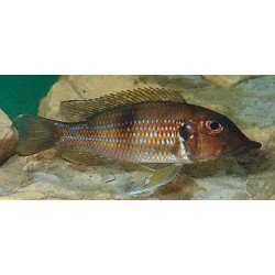 GNATHOCHROMIS PERMAXILLARIS