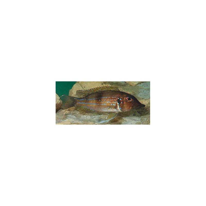 GNATHOCHROMIS PERMAXILLARIS