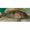 GNATHOCHROMIS PERMAXILLARIS