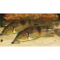 GNATHOCHROMIS PERMAXILLARIS