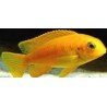 PSEUDOTROPHEUS TROPHEOPS ORANGE