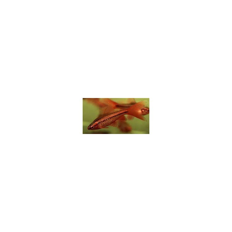 BARBUS/PUNTIUS TITTEYA long fin