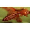 BARBUS/PUNTIUS TITTEYA long fin