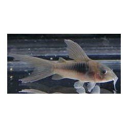 CORYDORAS AENEUS/SCHULTZEI...