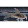 CORYDORAS AENEUS/SCHULTZEI LONG FIN