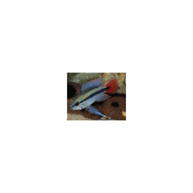 APISTOGRAMMA ERYTHRUA (MACILIENSIS) SUPER RED