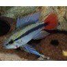APISTOGRAMMA ERYTHRUA (MACILIENSIS) SUPER RED