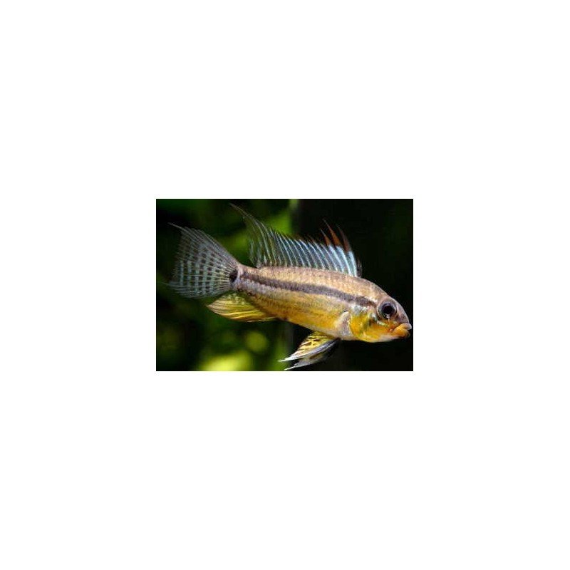 APISTOGRAMMA BLACK CHIN