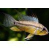 APISTOGRAMMA BLACK CHIN