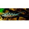 DICROSSUS FILAMENTOSUS