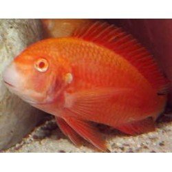TROPHEUS MOORII CHIPIMBI ALBIN